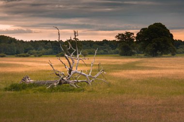 Gün doğumunda tarlalarda tek bir ölüm ağacı