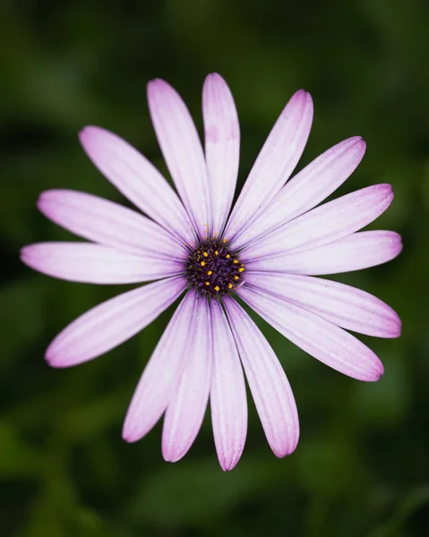 Margherita Viola Vicino Sfondo Verde Scuro — Foto Stock