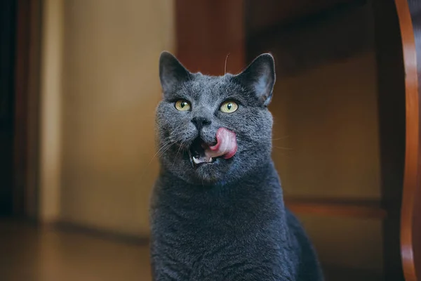 The gray British cat looks up and licks. hes waiting for a treat.