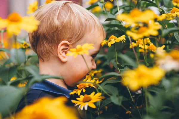 Hermoso niño todler se esconde en altos colores amarillos. Es tímido de la cámara . —  Fotos de Stock