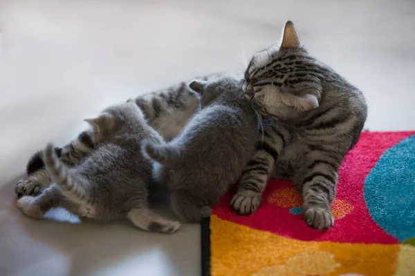 Cinza Britânico puro sangue gato marmóreo cor lambe gatinhos — Fotografia de Stock