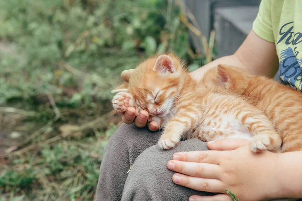 Δύο κόκκινα γατάκια κοιμούνται στην αγκαλιά ενός αγοριού ενός παιδιού. — Φωτογραφία Αρχείου