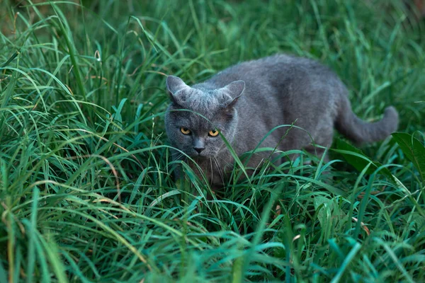 Brytyjski dorosły kot wciska uszy i zakrada się do trawy — Zdjęcie stockowe