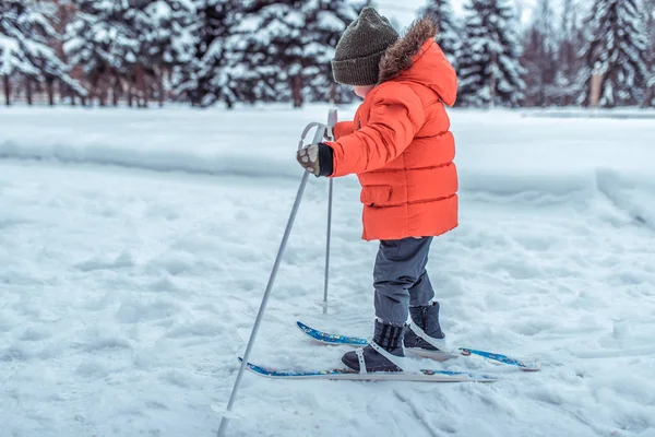 Un niño pequeño de 3-5 años, un niño en invierno en esquís para niños, con una chaqueta y un sombrero calientes. Paseos de esquí de juguete. Los primeros pasos en un estilo de vida activo en un bosque nevado . — Foto de Stock