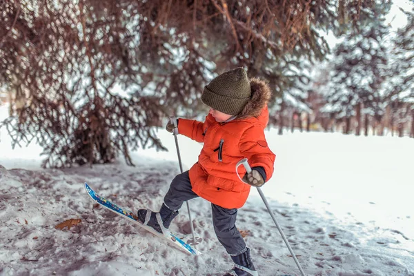 Seorang anak kecil berusia 3-5 tahun, anak laki-laki di musim dingin anak-anak ski, dalam jaket hangat dan topi. Berjalan di atas salju dengan latar belakang pohon Natal hijau. Langkah pertama dalam gaya hidup aktif di hutan bersalju . — Stok Foto