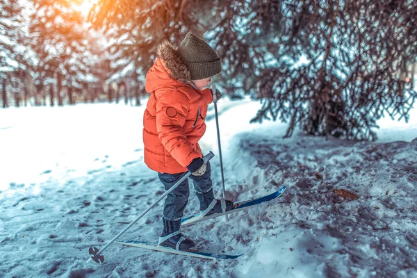 Seorang anak laki-laki berusia 4-6 tahun berjalan dengan ski anak-anak di bawah pohon Natal, di musim dingin di taman kota. Langkah pertama anak dalam olahraga. Dalam jaket merah pada latar belakang pohon di salju. Ruang kosong untuk teks . — Stok Foto