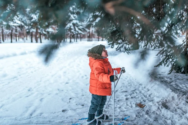 一个3-6 的小男孩, 在城市公园的冬天, 看着孩子们滑雪板上的树。文本的可用空间。儿童运动的第一步, 周末在度假村过一种健康的生活方式. — 图库照片
