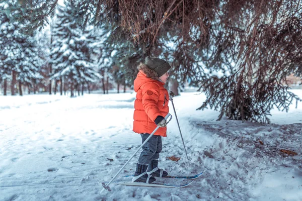 Niño pequeño tiene 3-4 años, invierno niños esquís primeros pasos esquís, imagen activa de los niños. Antecedentes nieve deriva árboles. Espacio libre aprendizaje deporte niños pequeños feliz infancia aire fresco naturaleza . — Foto de Stock