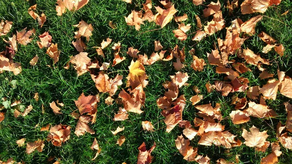 Vista ravvicinata dall'alto, tessitura autunnale, molte foglie cadute dagli alberi, foglie dorate sull'erba verde. In settembre e ottobre nel parco . — Foto Stock