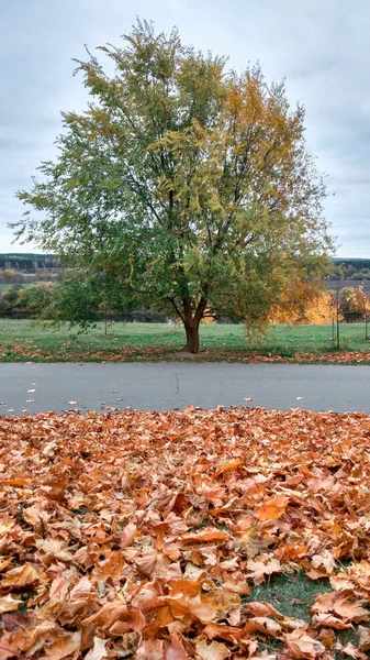 공원에서 가을, 나무에서 황금 잎의 배경, 10 월 9 월, 휴식과 공원에서 산책. 배경 숲 나무 도로입니다. 도시에서 조용하고 침묵의 개념. — 스톡 사진