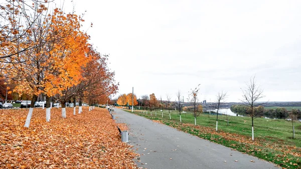 공원에서 가을, 나무에서 황금 잎의 배경, 10 월 9 월, 휴식과 공원에서 산책. 배경 숲 나무 도로입니다. 도시에서 조용하고 침묵의 개념. — 스톡 사진