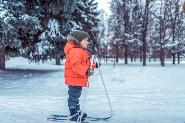 Menino 3-5 anos, inverno em esquis infantis, há neve fundo snowdrifts de árvores de Natal floresta verde. Felizes primeiros passos no desporto. Conceito de diversão de fim de semana para infância e relaxamento . — Fotografia de Stock