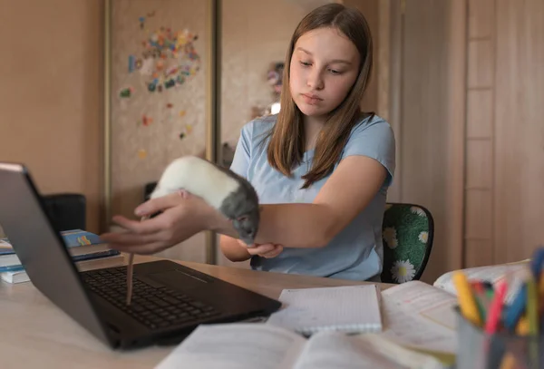 Menina adolescente, descansando de lições e aprendizagem, brincando com um animal, rato rato, vídeo aulas de tutoria, educação em casa, preparando-se para a faculdade e escola. Vídeo conferência na Internet . — Fotografia de Stock