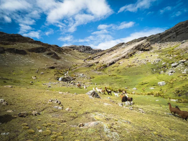 Llamas Hermosa Vista Panorámica Desde Sendero Hasta Cima Del Pico — Foto de Stock