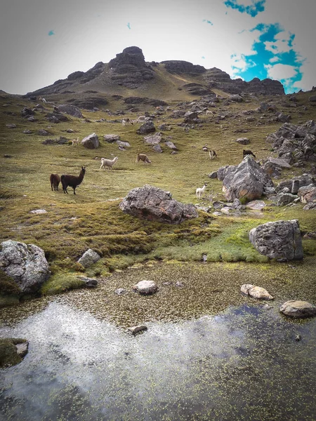 Llamas Hermosa Vista Panorámica Desde Sendero Hasta Cima Del Pico — Foto de Stock