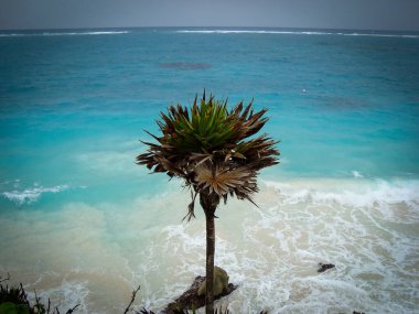 Tulum, Meksika 'dan Maya Ruyn. Karayip denizi, inanılmaz bir sahil. Rüzgarlı bir gün. İzole edilmiş bitki