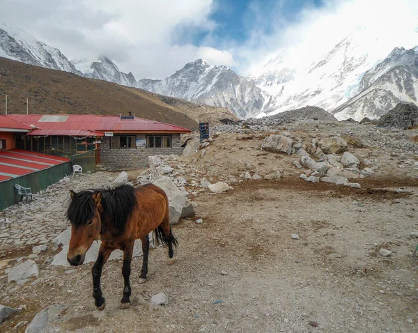 Caballo Solitario Altitud Lobuche Everest Base Camp Trek — Foto de Stock