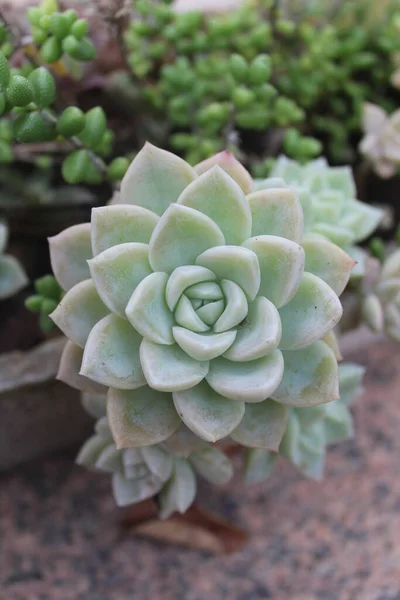 Graptopetalum Paraguayense Hermoso Primer Plano Brasil Como Conoce Como Planta — Foto de Stock