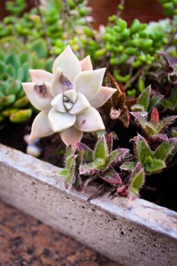 Graptopetalum paraguayense Brezilya 'da inci bitkisinin anası olarak bilinen güzel bir yakın plan.