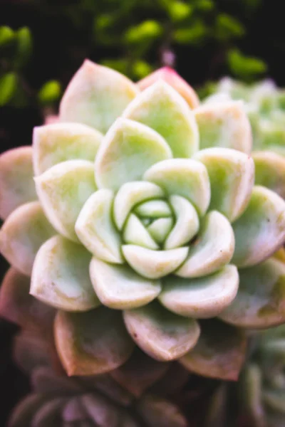 Graptopetalum Paraguayense Hermoso Primer Plano Brasil Como Conoce Como Planta — Foto de Stock