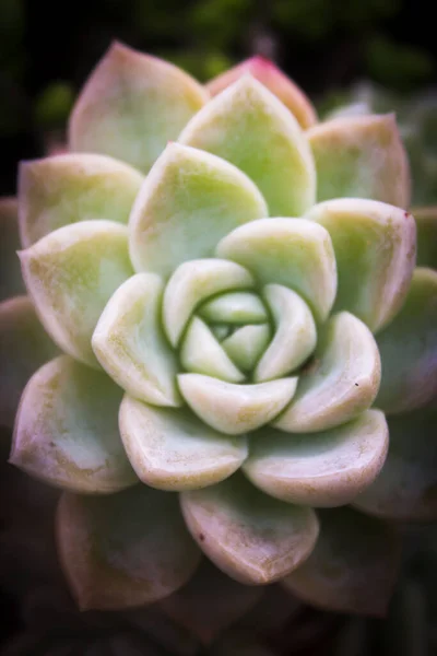 Graptopetalum Paraguayense Hermoso Primer Plano Brasil Como Conoce Como Planta — Foto de Stock