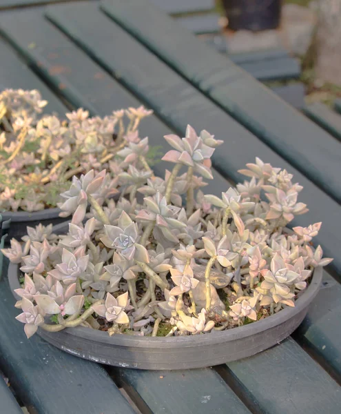 Graptopetalum Paraguayense Hermoso Primer Plano Brasil Como Conoce Como Planta — Foto de Stock