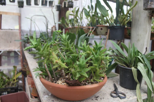 Aloe Juvenna Brandham Una Olla Con Tijera Mesa — Foto de Stock