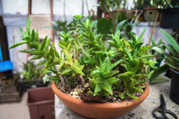 Aloe Juvenna Brandham Una Olla Con Tijera Mesa — Foto de Stock