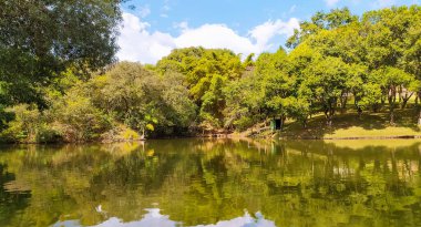 Güneşli bir günde gölde yansıyan muhteşem ağaçlar..