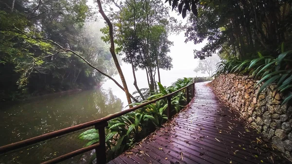 Magnifique Sentier Dans Jungle Sol Bois Scène Brumeuse Chemin Solitaire — Photo