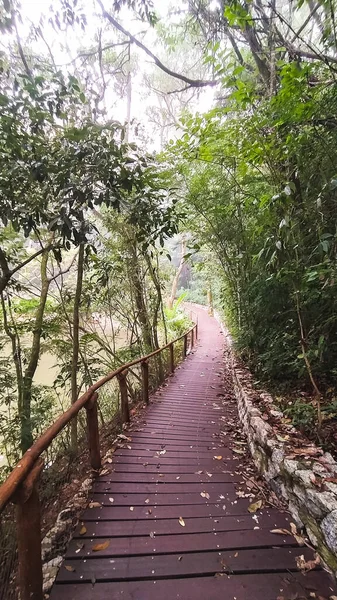 Maravilloso Sendero Selva Suelo Madera Escena Brumosa Sendero Solitario Plantas — Foto de Stock