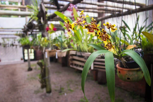 Oncidium Sphacelatum Lindi Orquídea Asombrosa Con Patrón Pantera Suspendido Arco — Foto de Stock