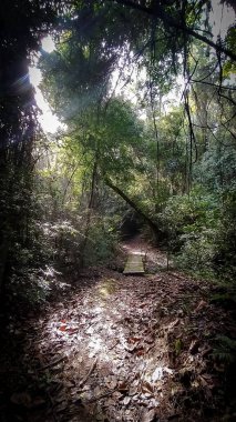 Sabahın erken saatlerinde güneş ışınları bir bahar ormanında parlıyor. Tahta köprü ve patika. İnanılmaz manzara.
