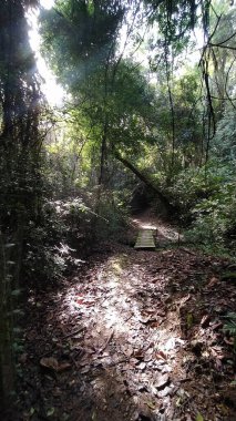 Sabahın erken saatlerinde güneş ışınları bir bahar ormanında parlıyor. Tahta köprü ve patika. İnanılmaz manzara.