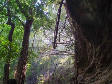 Brezilya ormanında harika bir güneş çekirdeği ve ilk planda birkaç katmanlı kayalar. Yemyeşil bitkiler