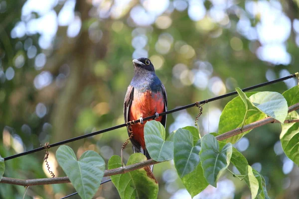 Surucuatrogon Trogon Surrucura Asombroso Pájaro Con Colores Anaranjados Negros Azules — Foto de Stock