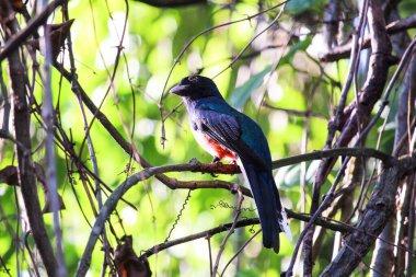 Surucuatrogon (trogon çevresi) turuncu, sarı, siyah ve mavi renklerde inanılmaz bir kuş. Trogonlar ve quetzaller