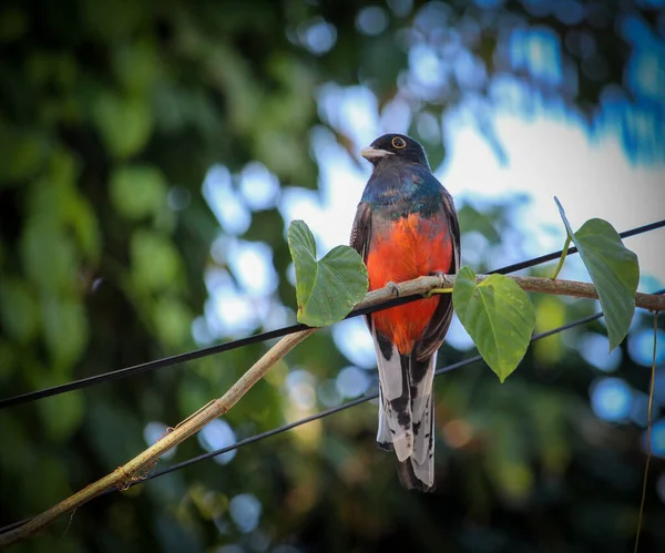 Surucuatrogon Trogon Surrounding Ucura Oiseau Étonnant Avec Des Couleurs Orange — Photo