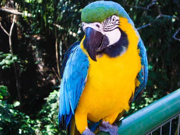 Piękny Żółty Niebieski Detal Macaw Amazońskim Lesie Deszczowym — Zdjęcie stockowe