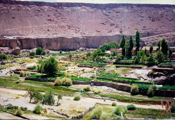 Increíble Oasis Desierto Atacama Plantas Exuberantes Verdes Medio Del Desierto — Foto de Stock