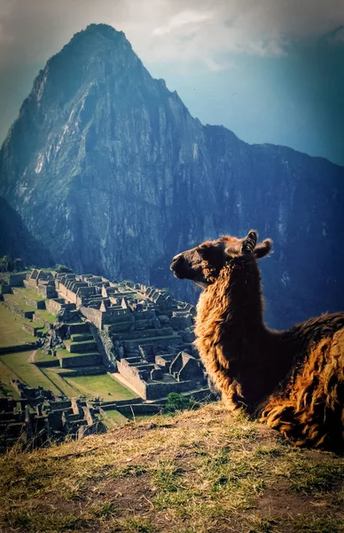 Famosa Vista Macchu Picchu Perú Llama Primer Plan — Foto de Stock