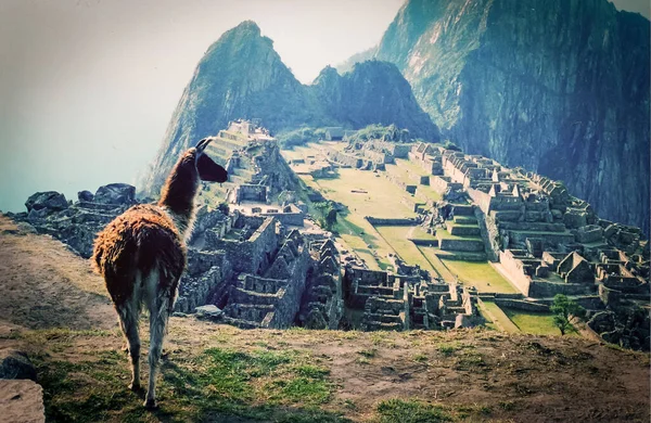 Ruinas Macchu Picchu Perú Llama Primer Plan — Foto de Stock