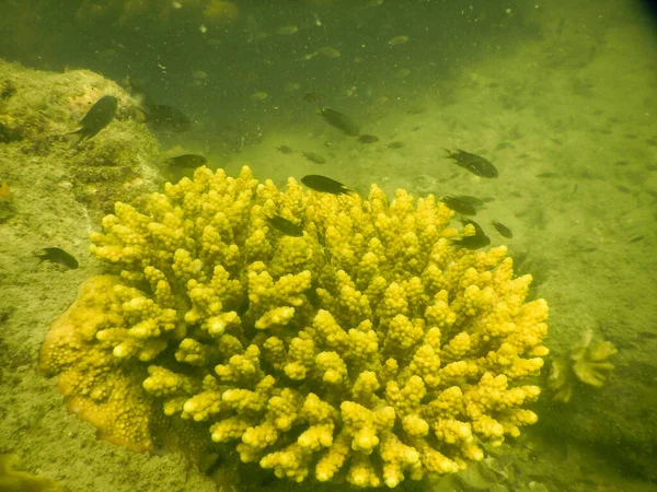 Giallo Incredibile Corallo Nella Barriera Corallina Namg Thailandia — Foto Stock