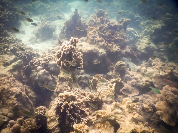 Beautiful Reef Corals Nang Bay Thailand — Stock Photo, Image