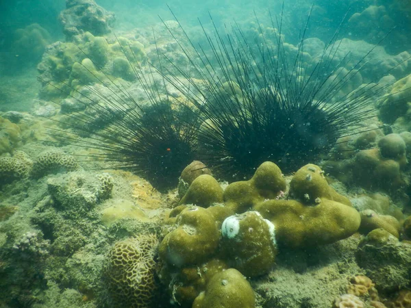 Amarillo Increíble Coral Erizo Los Arrecifes Namg Tailandia —  Fotos de Stock