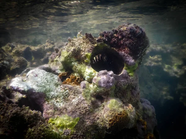 Foto Subacquea Boipeba Bahia Brasile Coralli Barriere Coralline Luogo Tropicale — Foto Stock