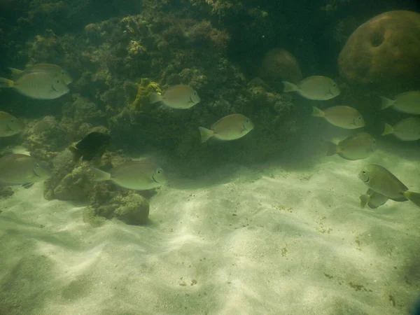 Foto Subacquea Boipeba Bahia Brasile Coralli Barriere Coralline Luogo Tropicale — Foto Stock