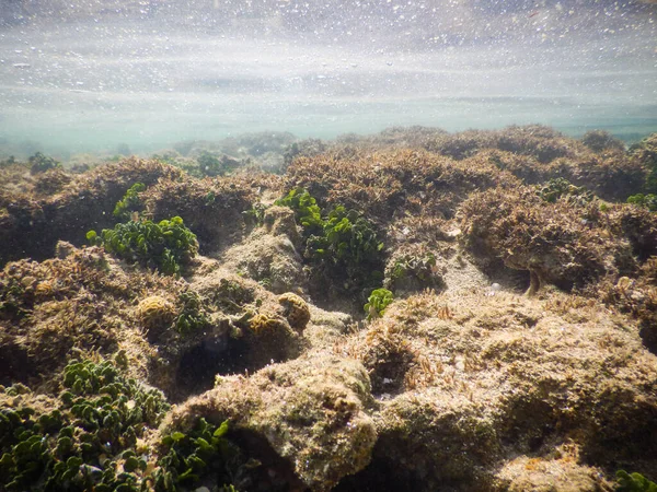 Foto Subaquática Boipeba Bahia Brasil Corais Recifes Local Tropical — Fotografia de Stock