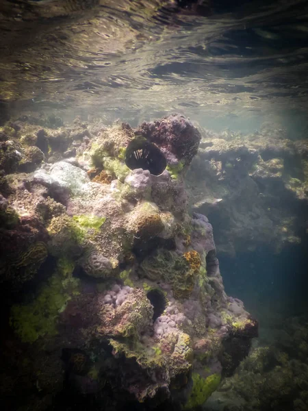 Undervattensfoto Boipeba Bahia Brasilien Koraller Och Rev Tropisk Plats — Stockfoto