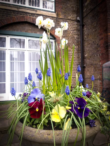 Hermoso Florero Con Flores Increíbles Londres Reino Unido — Foto de Stock